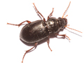 Curtonotus aulicus